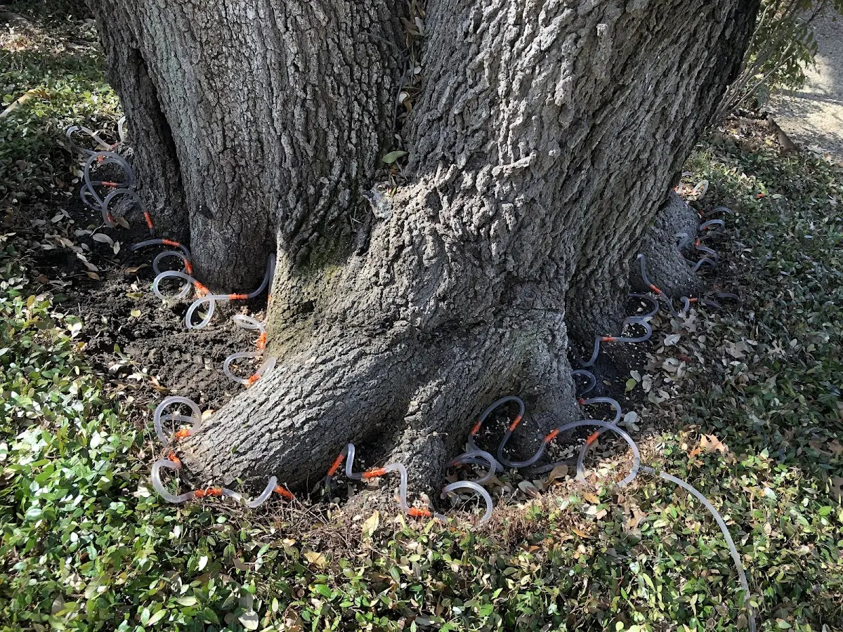Detailed Tree Cabling and Bracing job site in Niagara University
